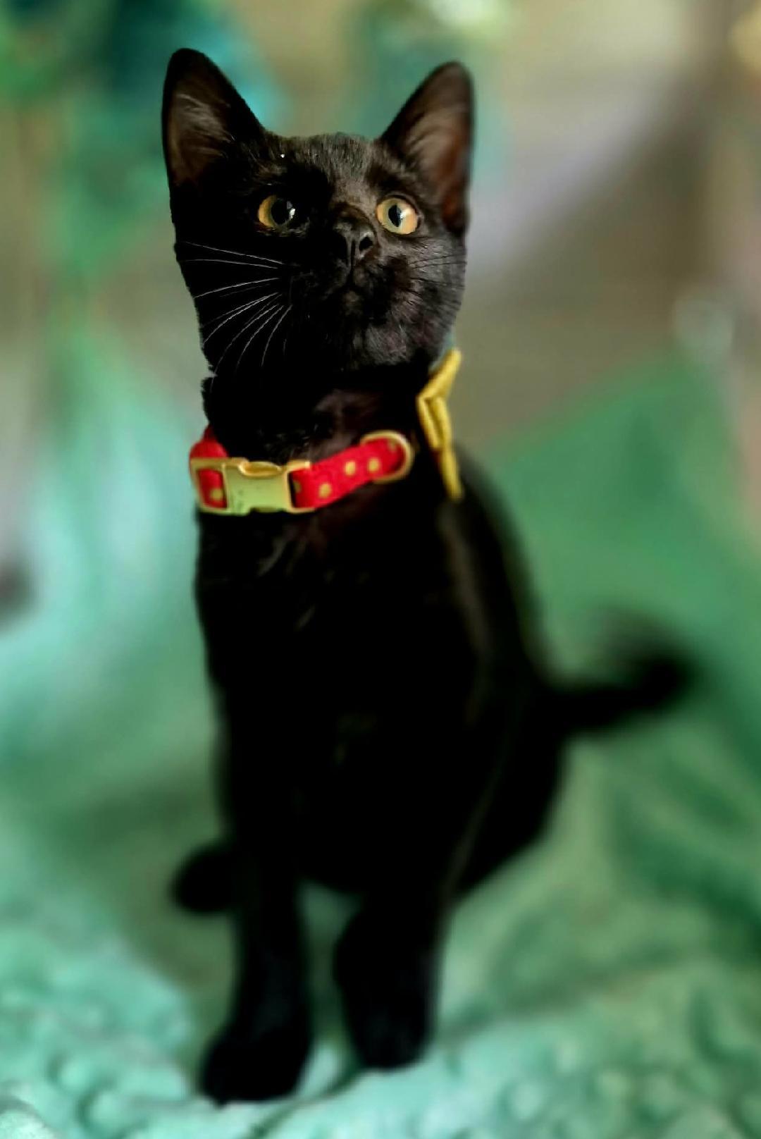 Enlarge Sprout, a Adoptable Domestic Short Hair in Ocean Springs, MS image 3/6