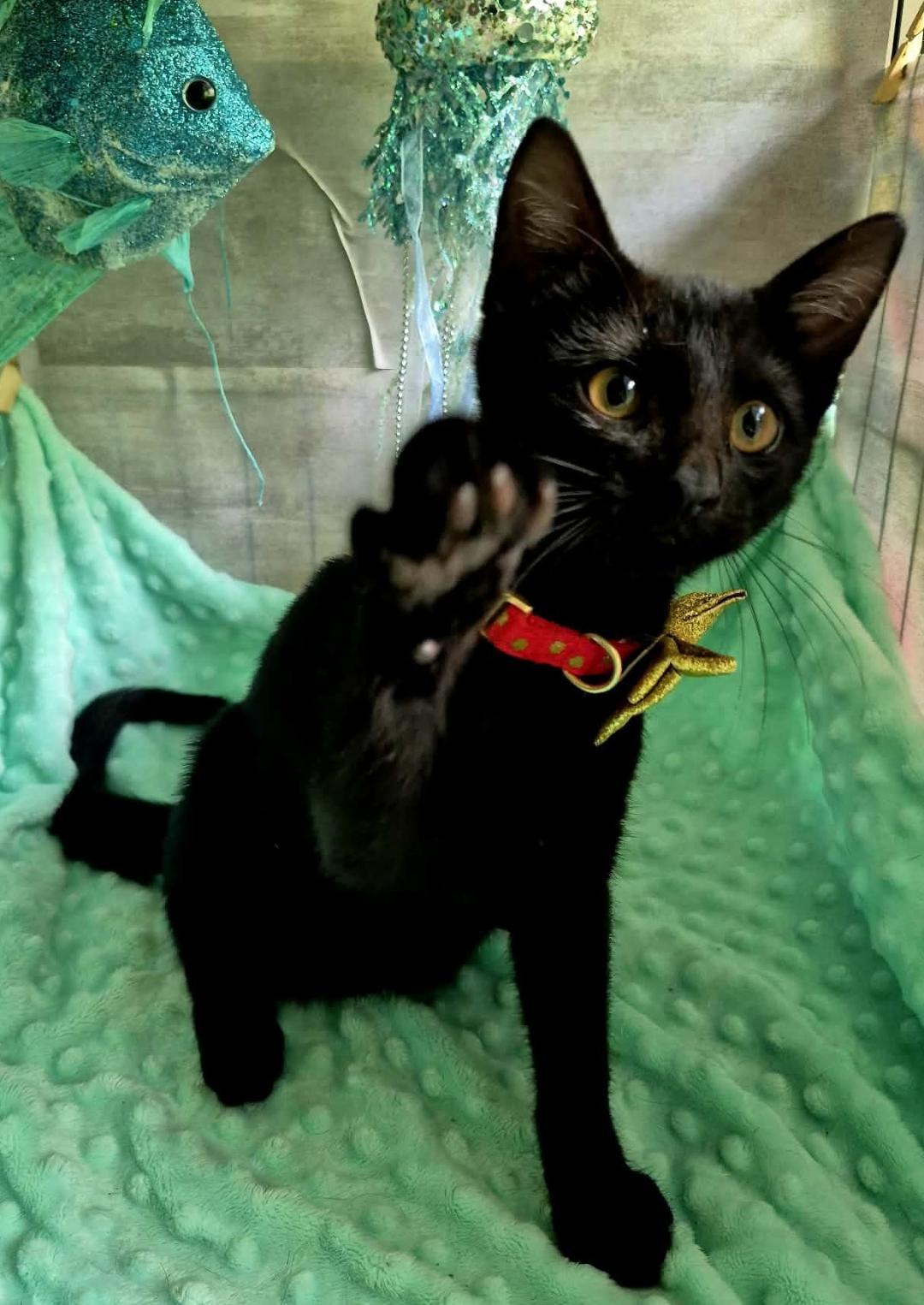 Sprout, Adoptable, Kitten Male Domestic Short Hair.