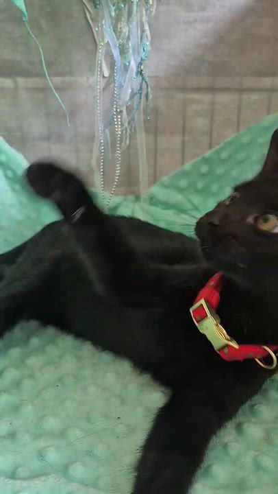 Enlarge Sprout, a Adoptable Domestic Short Hair in Ocean Springs, MS video 6/6