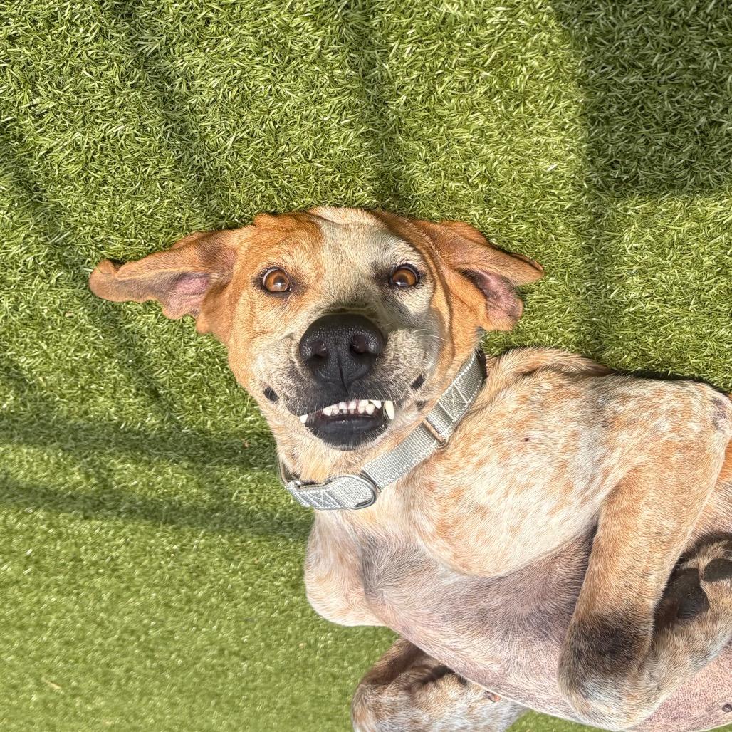 Enlarge Dalton, a Adoptable English Coonhound in Charlottesville, VA image 1/5