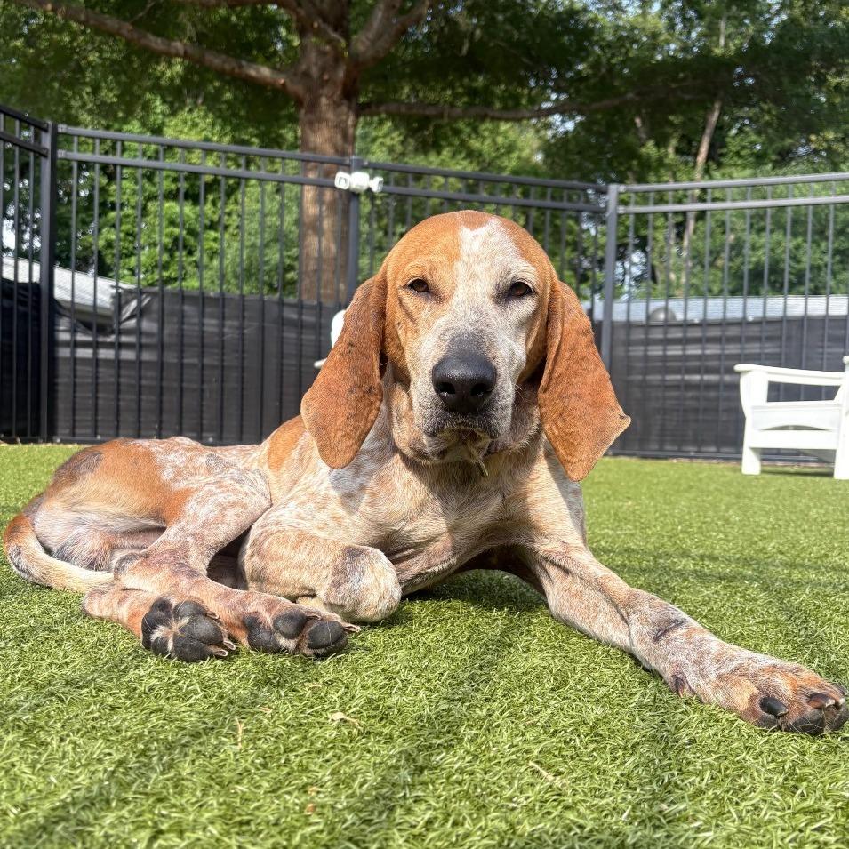 Enlarge Dalton, a Adoptable English Coonhound in Charlottesville, VA image 2/5