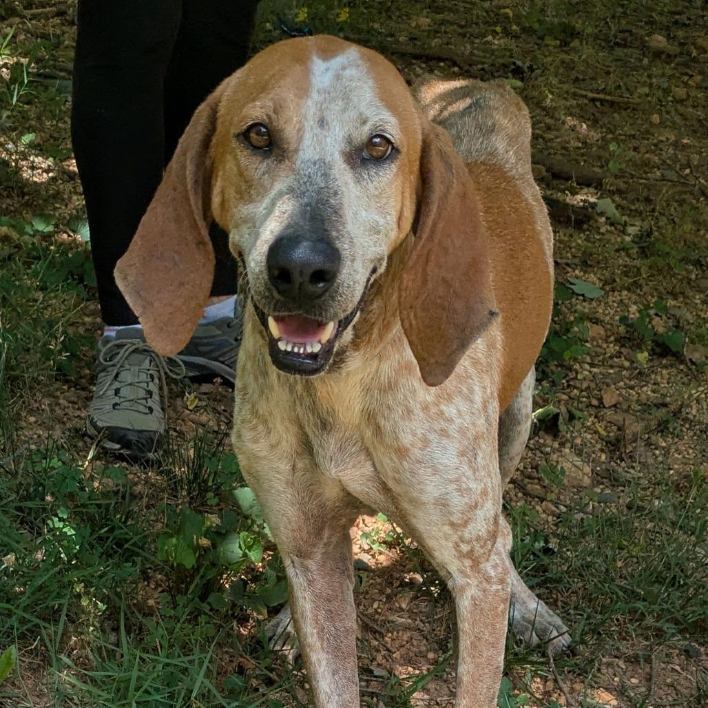 Enlarge Dalton, a Adoptable English Coonhound in Charlottesville, VA image 3/5