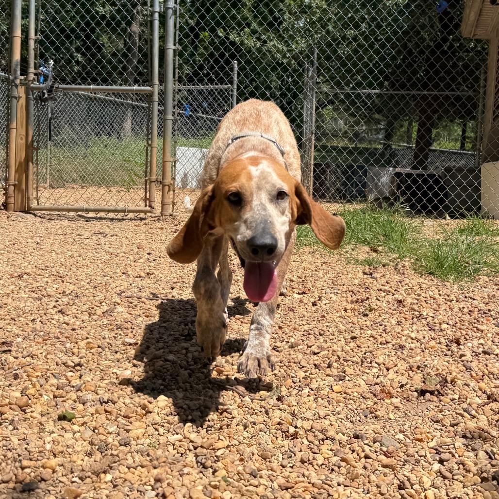 Enlarge Dalton, a Adoptable English Coonhound in Charlottesville, VA image 4/5