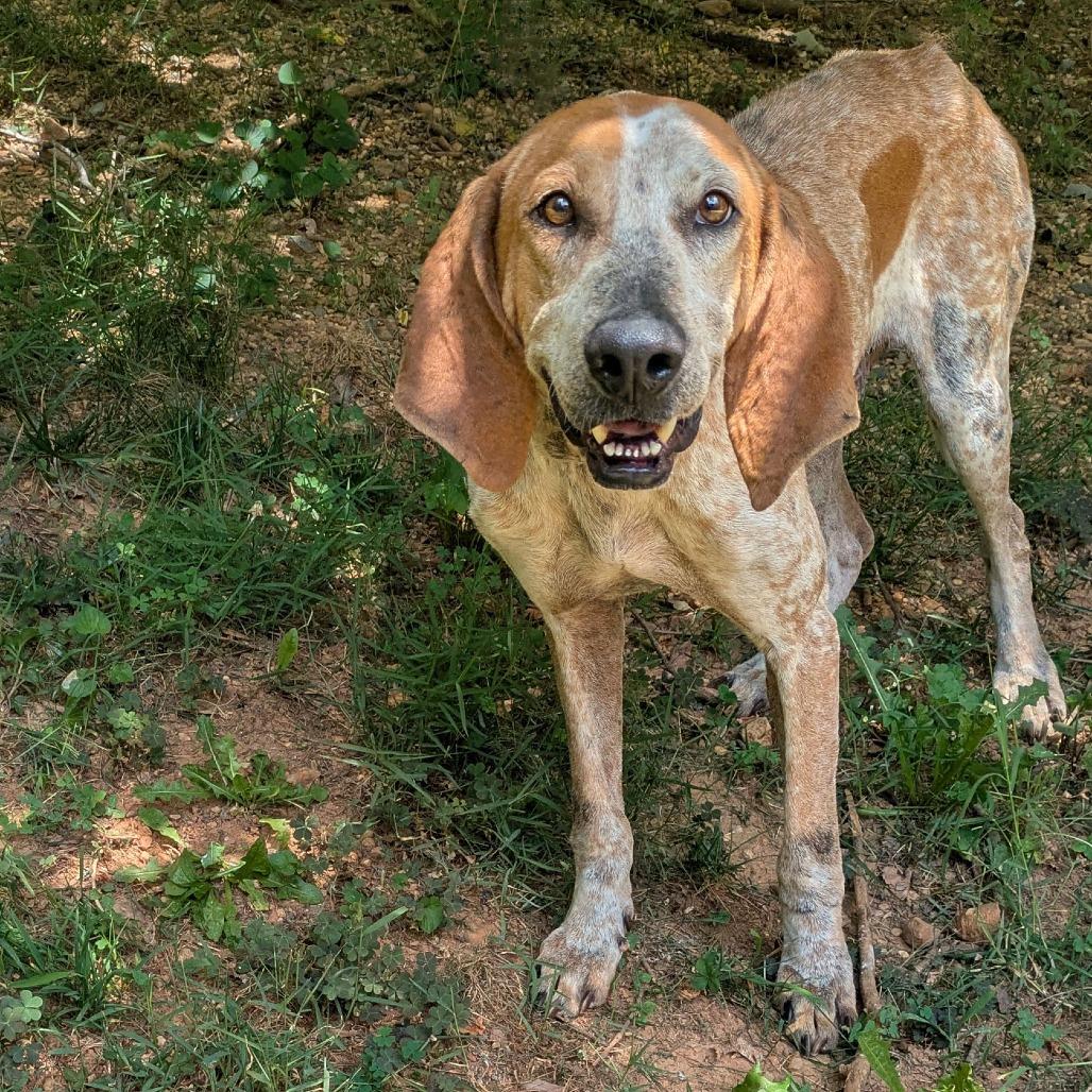 Enlarge Dalton, a Adoptable English Coonhound in Charlottesville, VA image 5/5