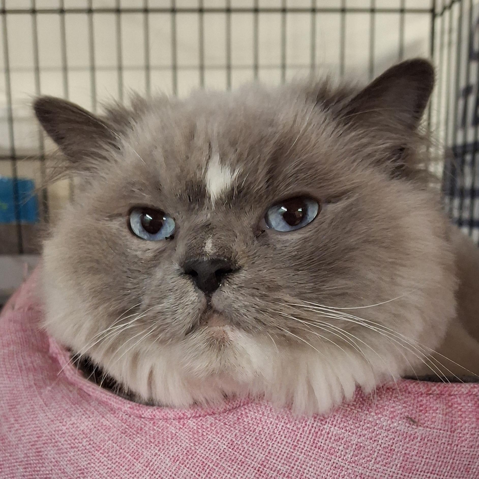 Lily Mae, Adoptable, Adult Female Ragdoll & Domestic Long Hair.