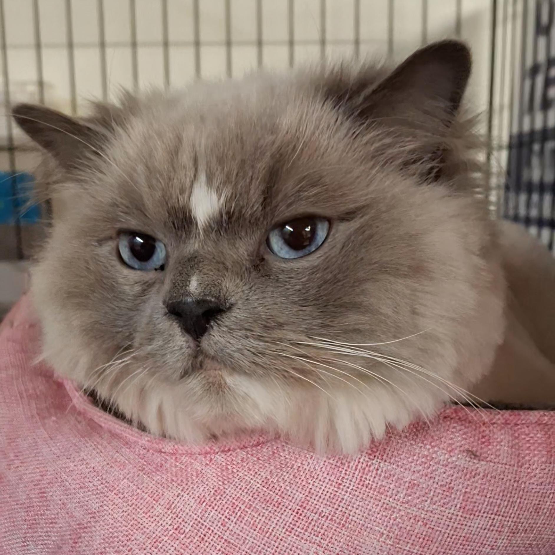 Enlarge Lily Mae, a Adoptable mixed breed in Littleton, NH image 2/3