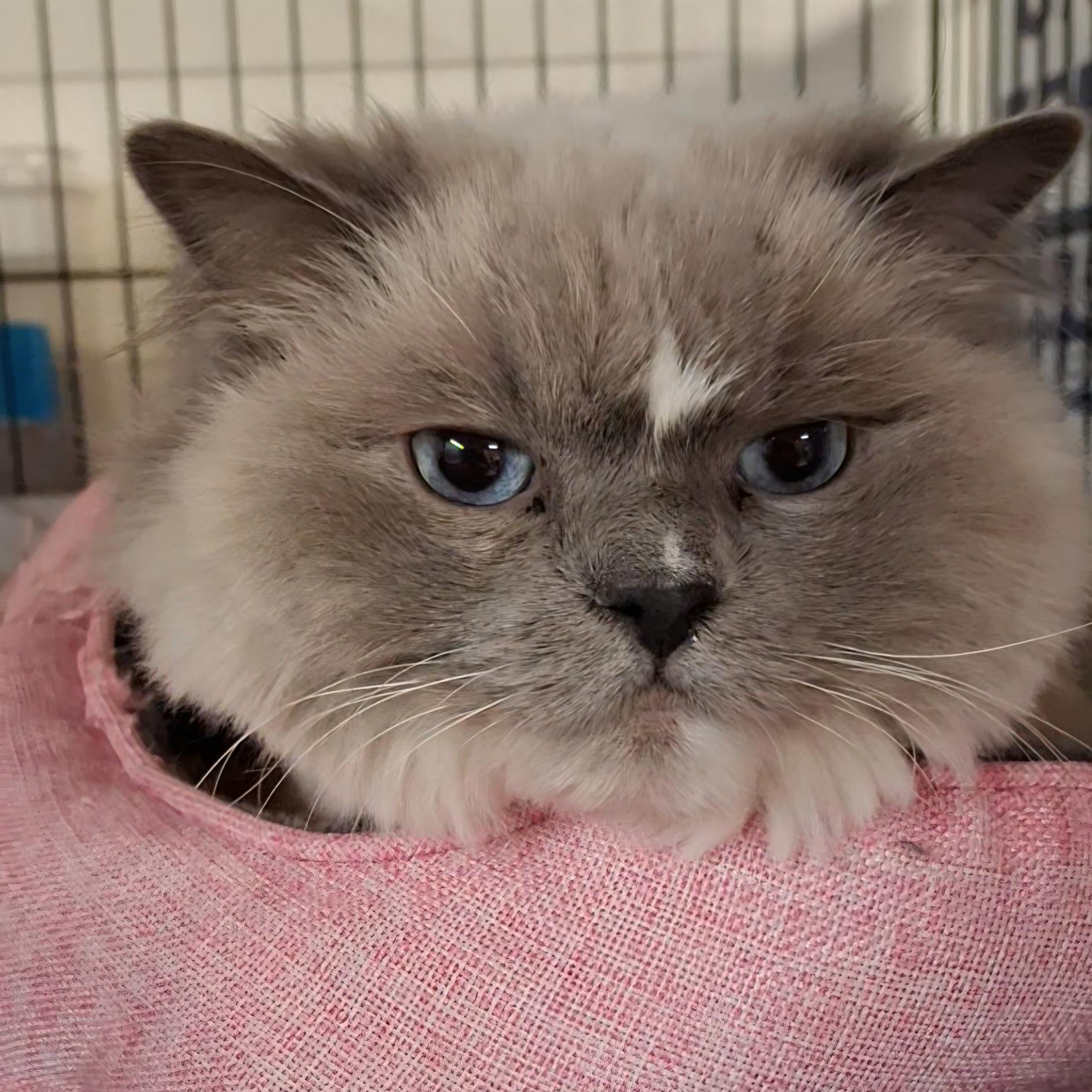 Enlarge Lily Mae, a Adoptable mixed breed in Littleton, NH image 3/3