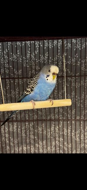 Enlarge River, a ADOPTABLE Parakeet (Other) in New Westminster, BC image 1/1