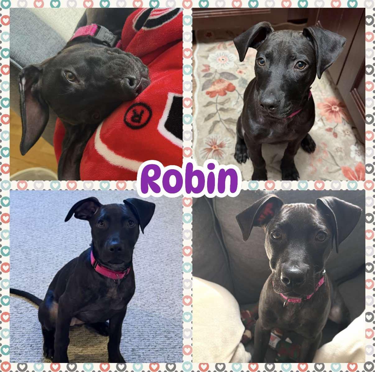 Enlarge Robin, a ADOPTABLE mixed breed in Ringwood, NJ image 1/1