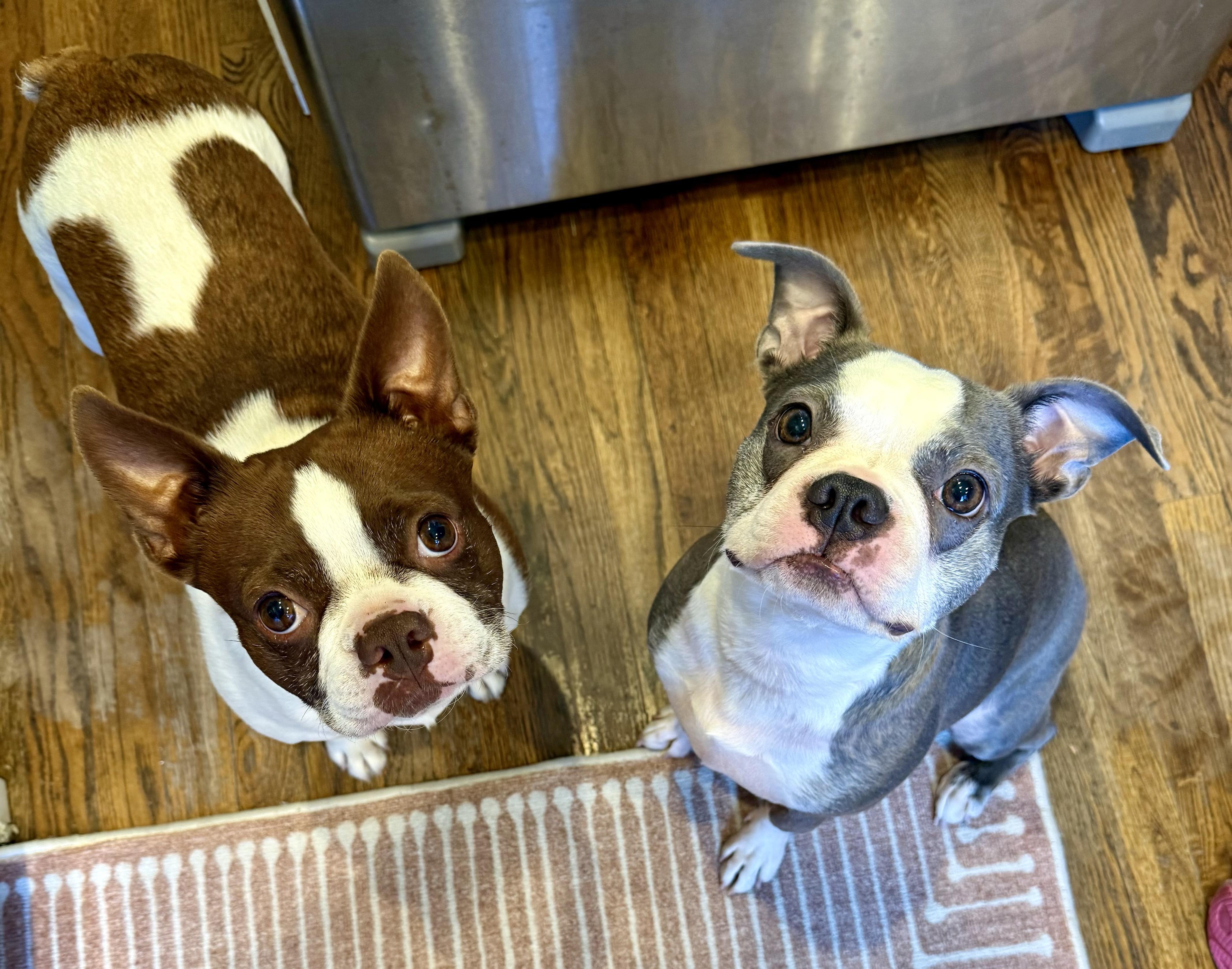 Enlarge Luna in CO, a Adoptable Boston Terrier in Littleton, CO image 5/6