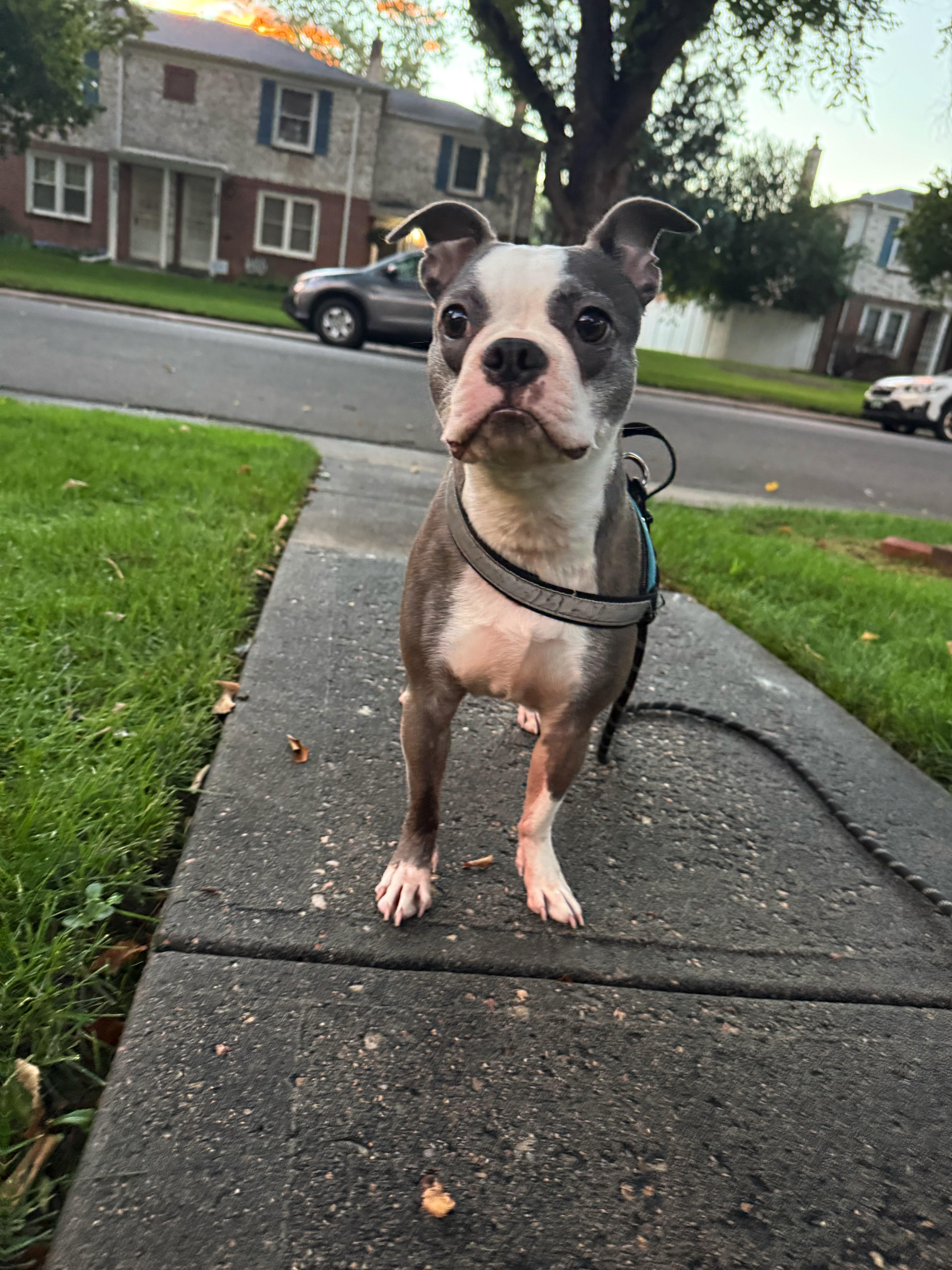 Enlarge Luna in CO, a Adoptable Boston Terrier in Littleton, CO image 3/6