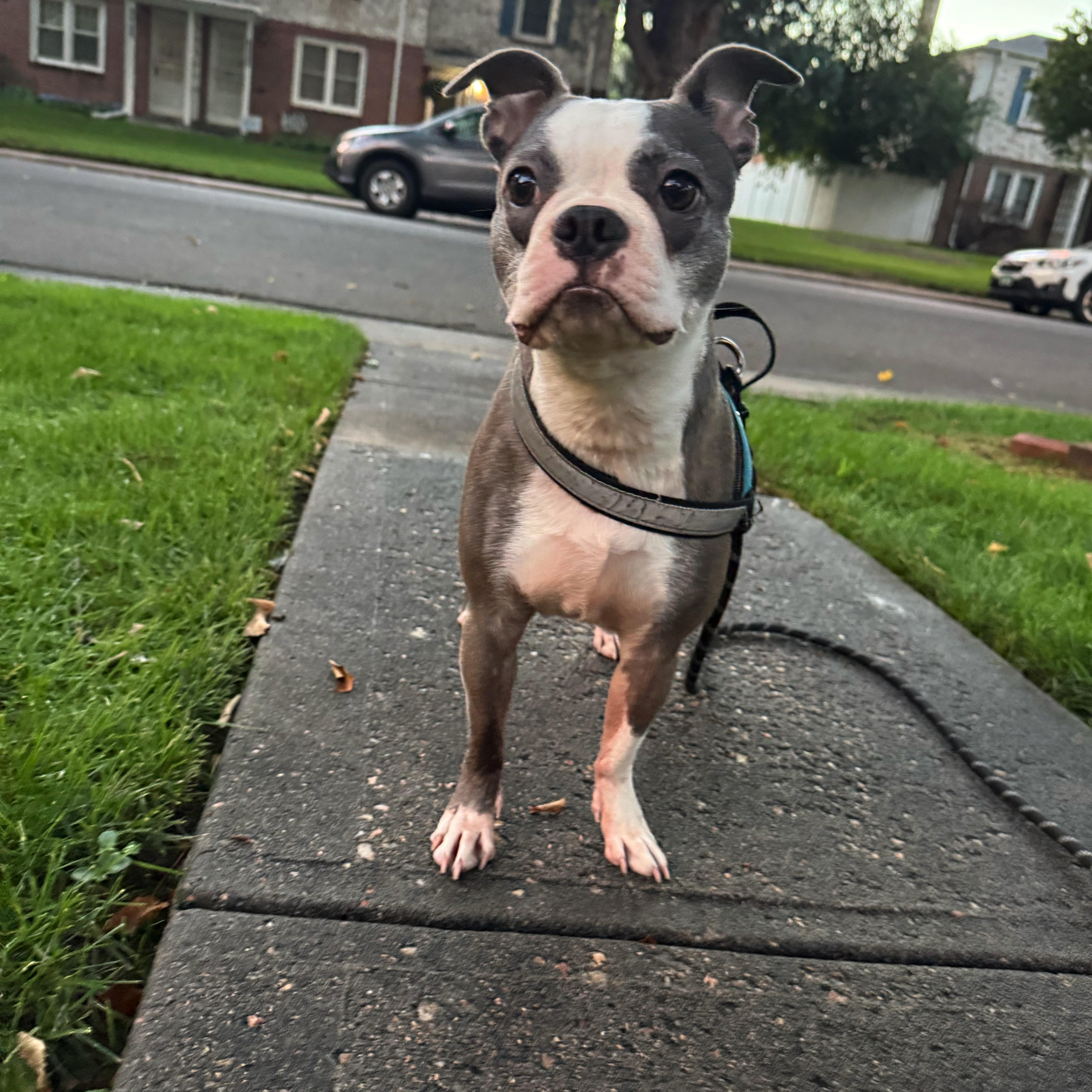 Enlarge Luna in CO, a Adoptable Boston Terrier in Littleton, CO image 3/6