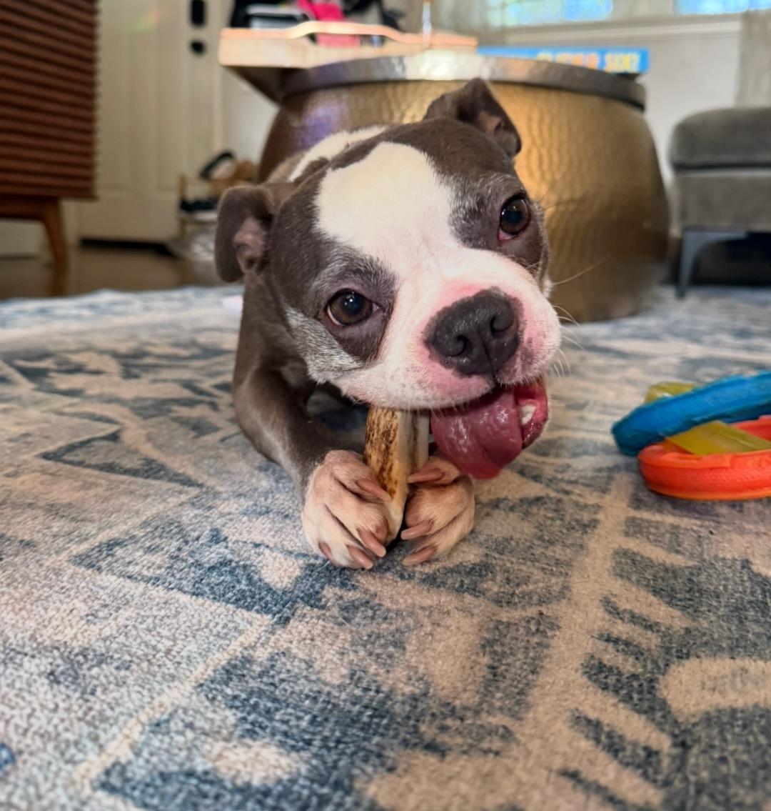 Enlarge Luna in CO, a Adoptable Boston Terrier in Littleton, CO image 6/6