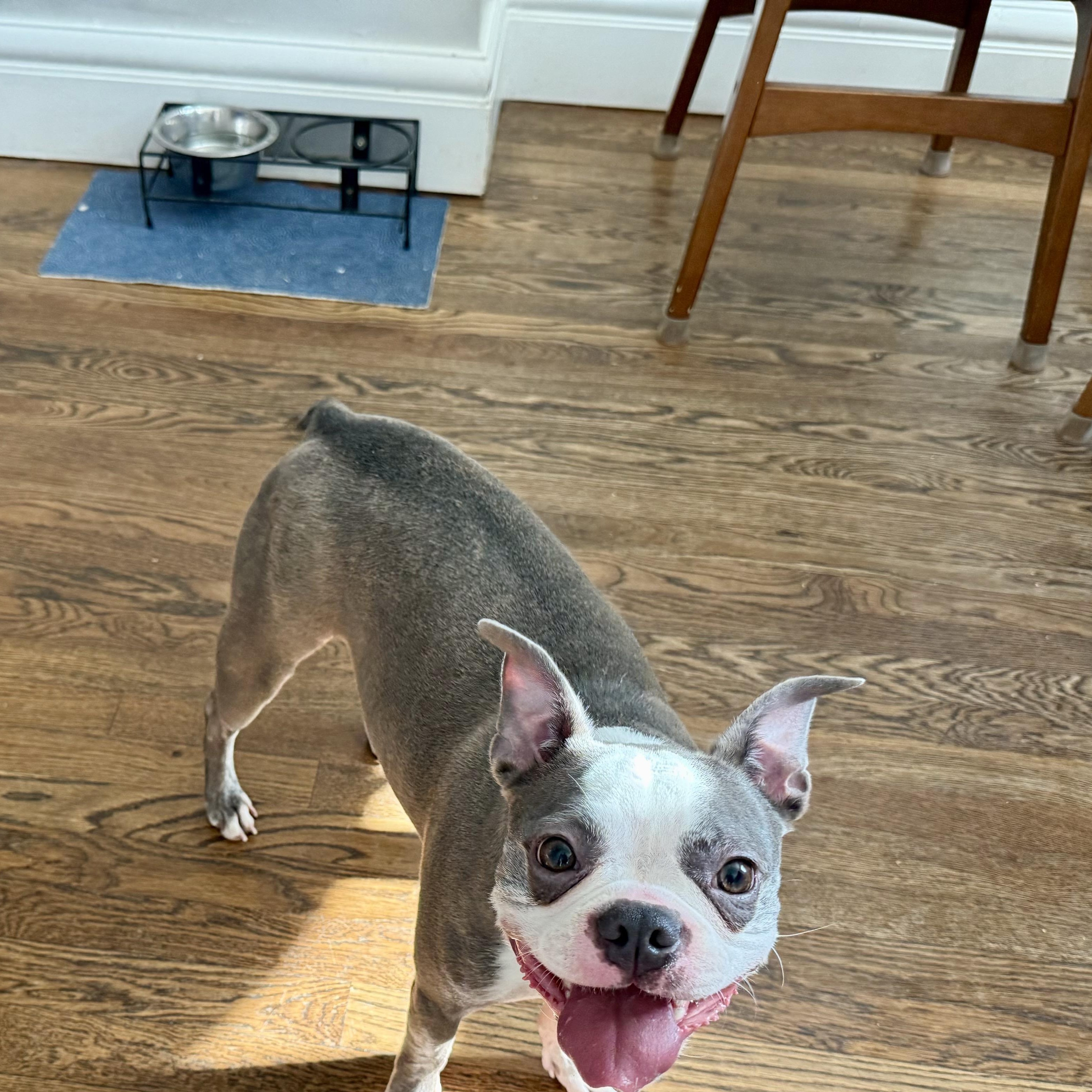Luna in CO, Adoptable, Young Female Boston Terrier.