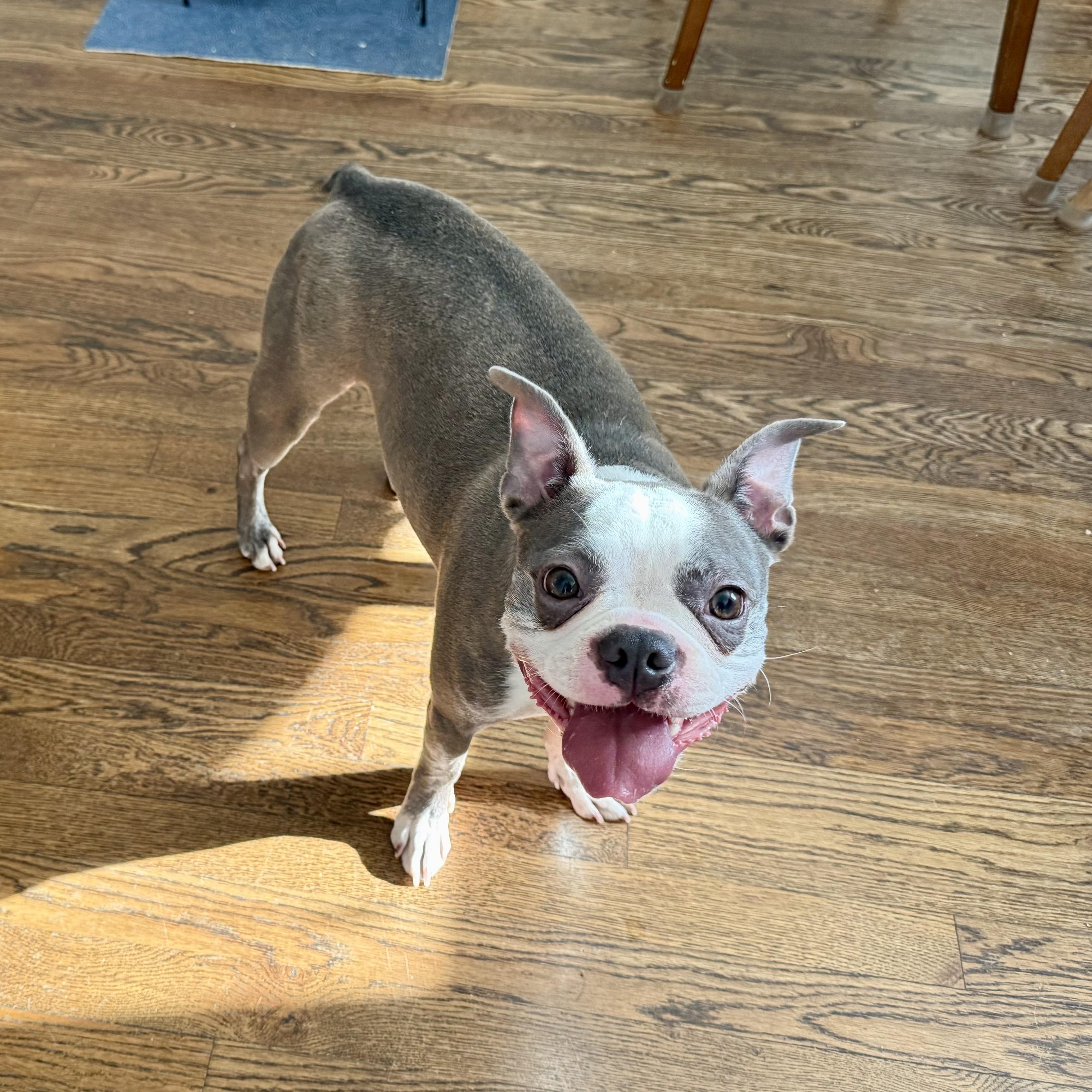 Enlarge Luna in CO, a Adoptable Boston Terrier in Littleton, CO image 2/6