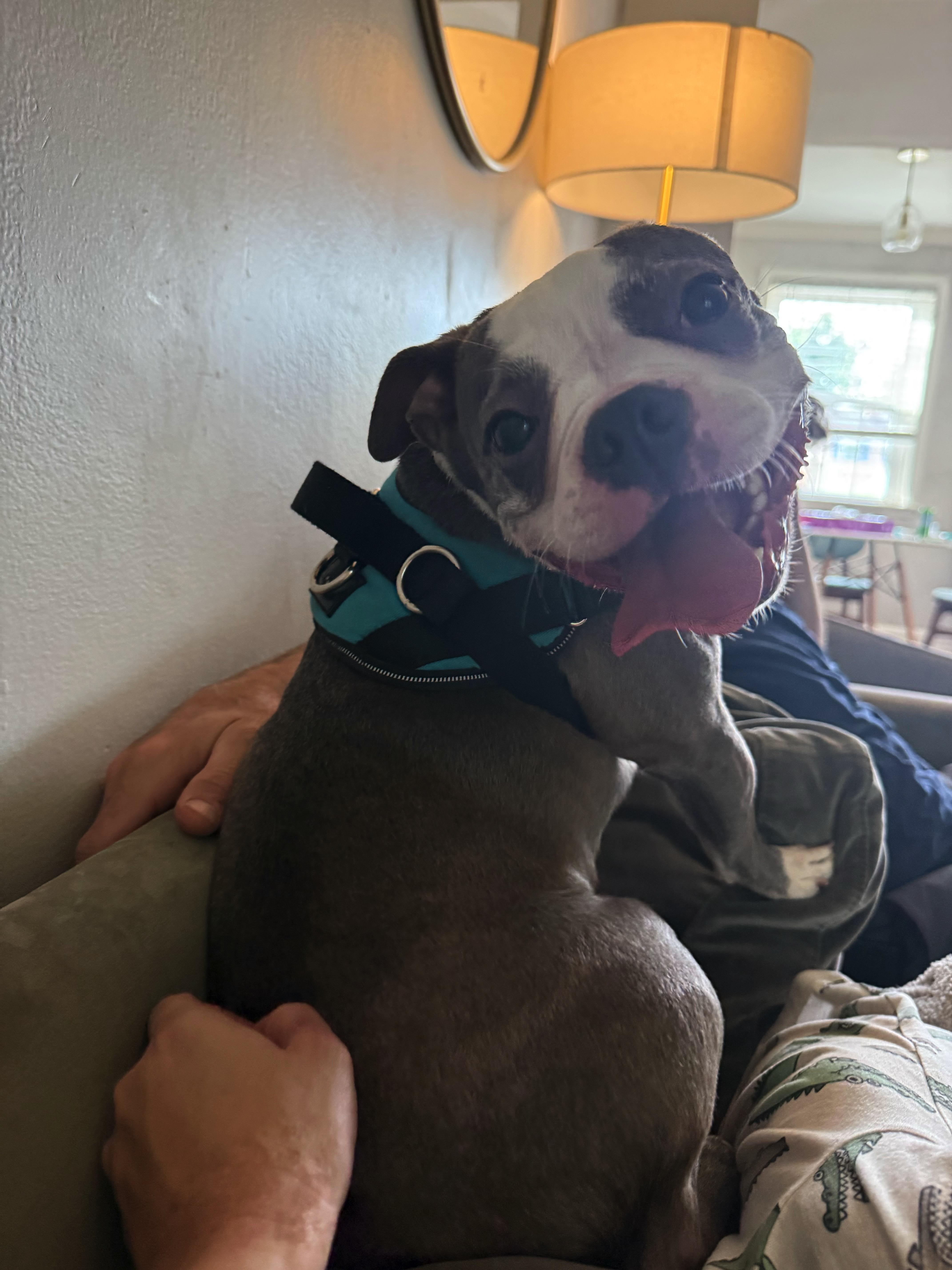 Enlarge Luna in CO, a Adoptable Boston Terrier in Littleton, CO image 4/6