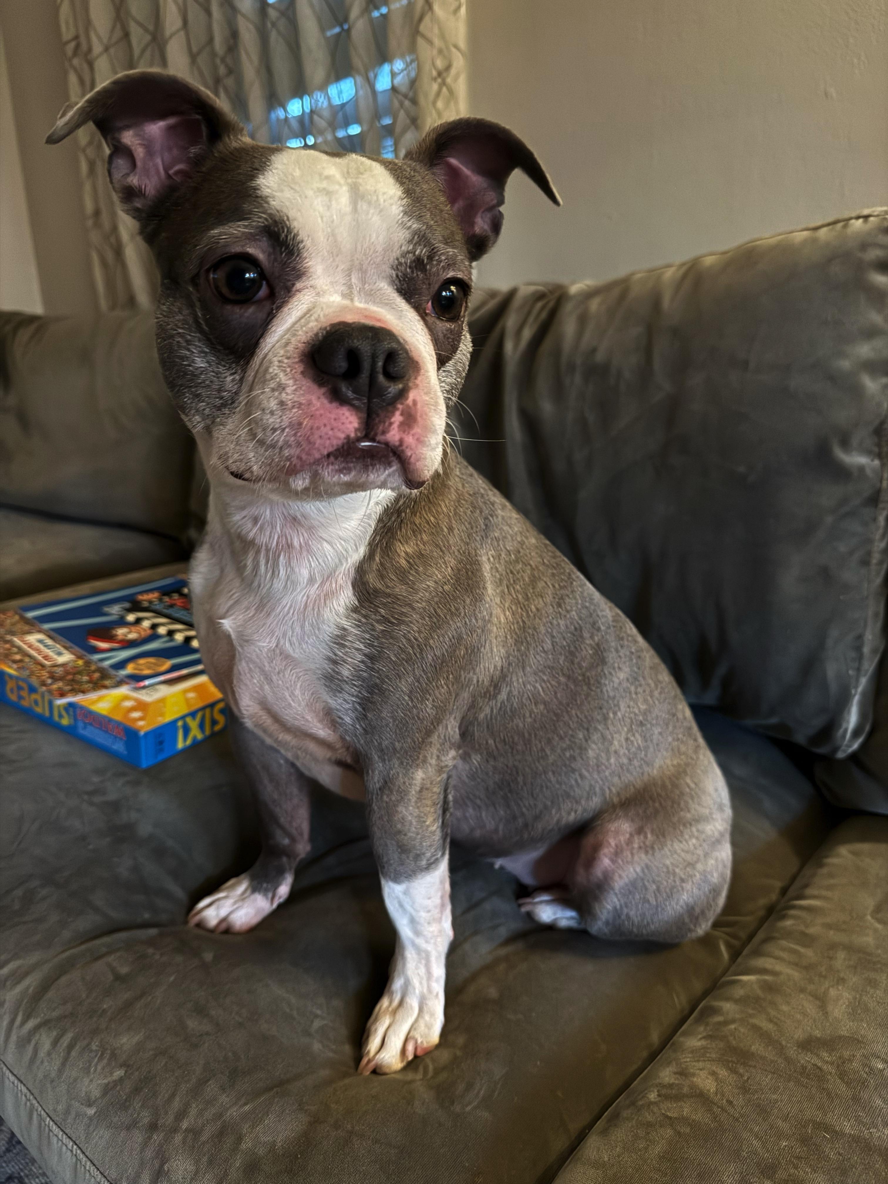 Luna in CO, Adoptable, Young Female Boston Terrier.