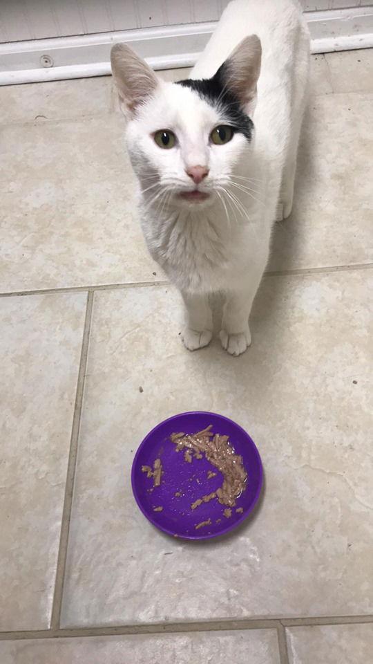 Enlarge Fish (fka Driver Poof), a Adoptable mixed breed in Cary, NC image 1/3