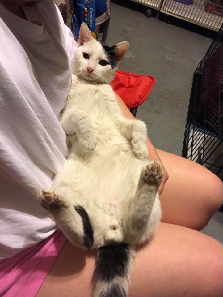 Enlarge Fish (fka Driver Poof), a Adoptable mixed breed in Cary, NC image 2/3