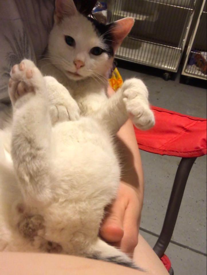 Enlarge Fish (fka Driver Poof), a Adoptable mixed breed in Cary, NC image 3/3