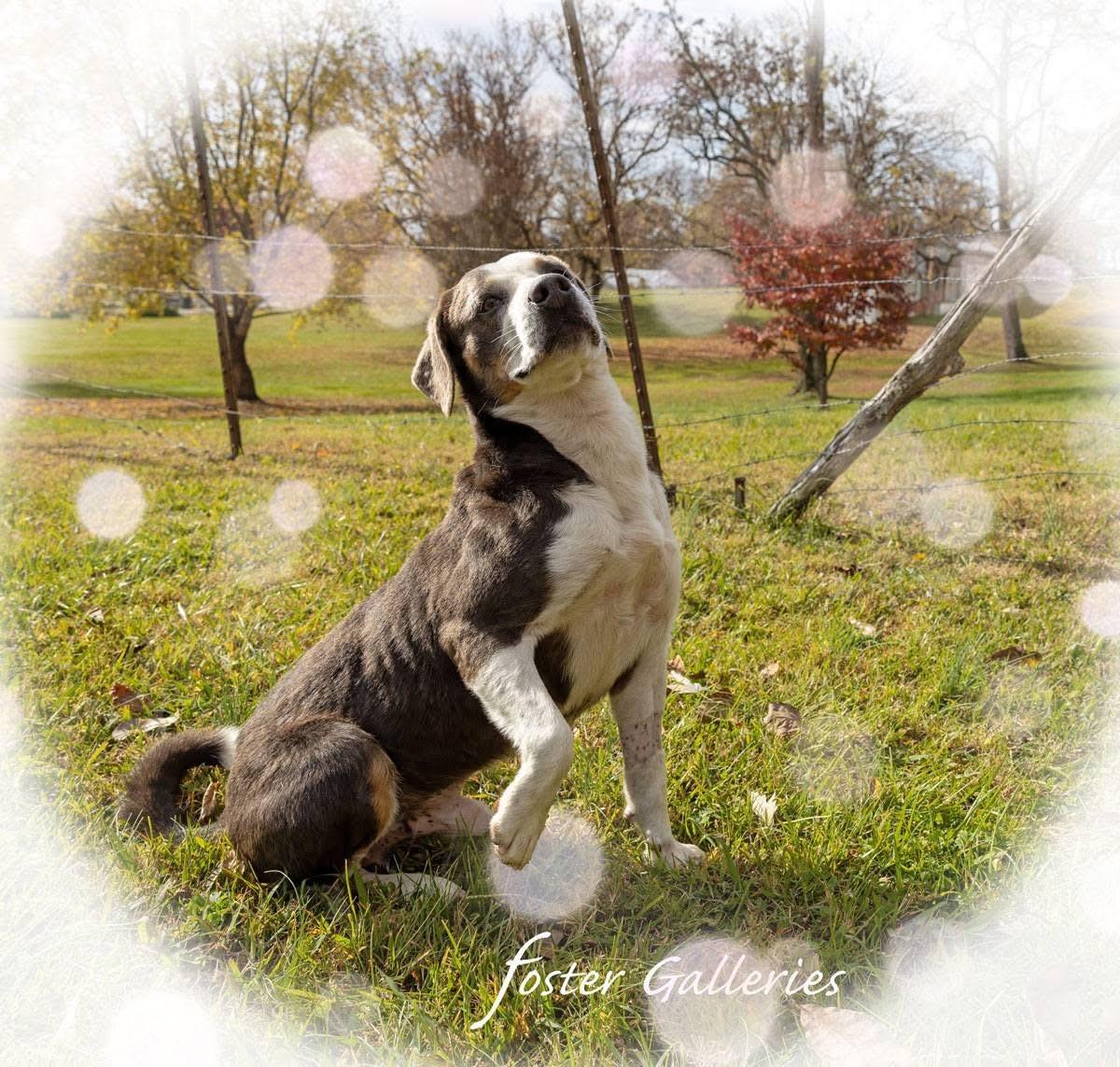 Enlarge Ariat, a Adoptable mixed breed in Greeneville, TN image 1/6