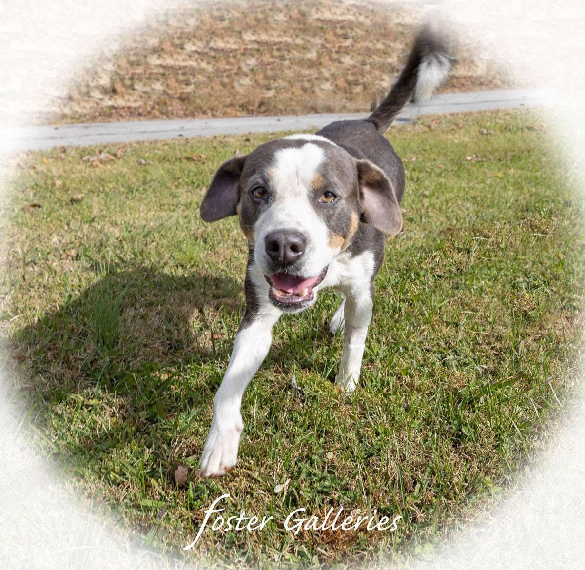 Enlarge Ariat, a Adoptable mixed breed in Greeneville, TN image 2/6