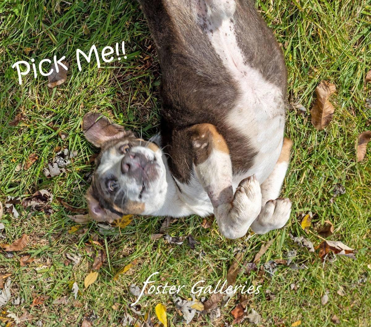 Enlarge Ariat, a Adoptable mixed breed in Greeneville, TN image 3/6