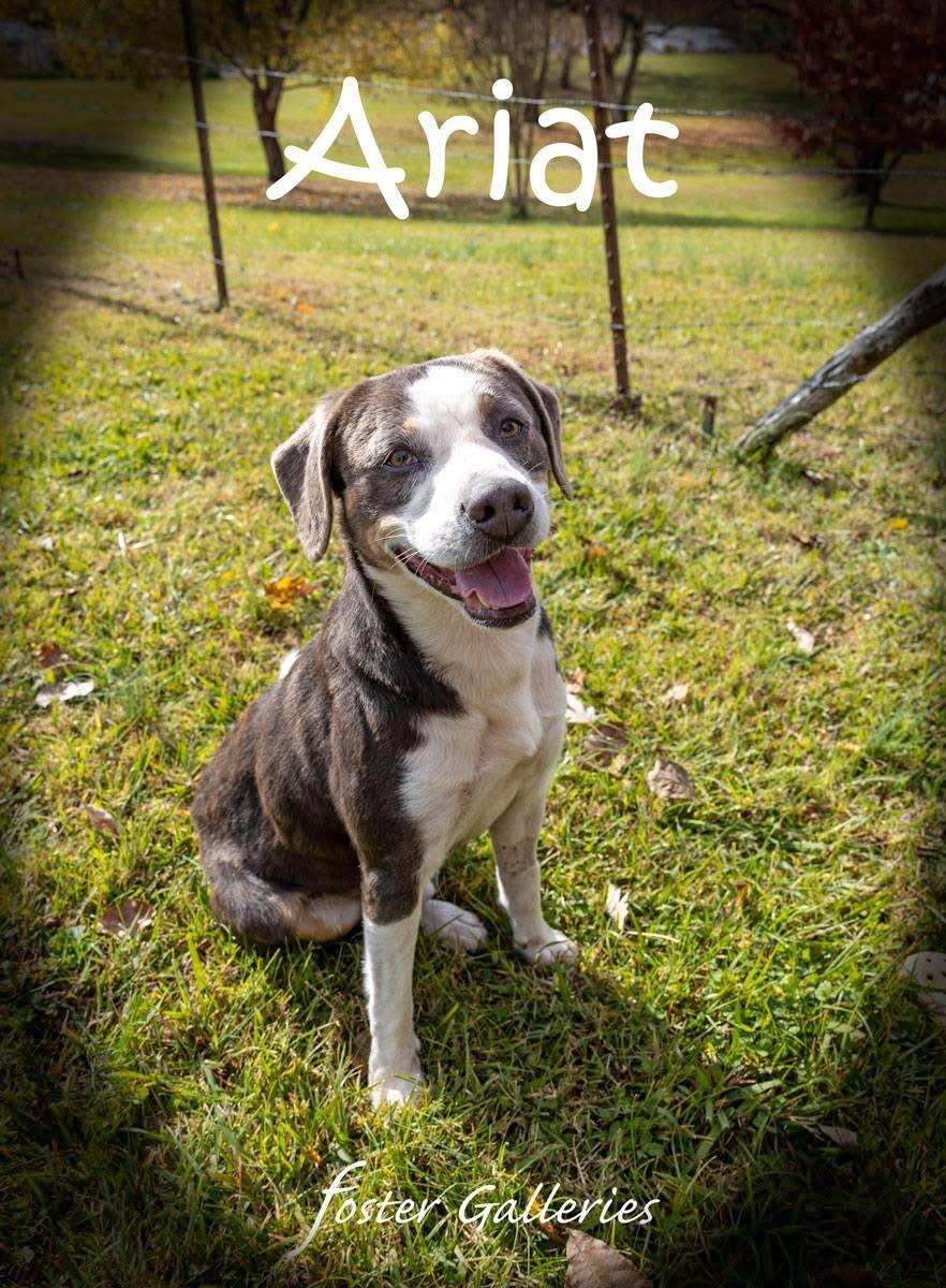 Enlarge Ariat, a Adoptable mixed breed in Greeneville, TN image 4/6