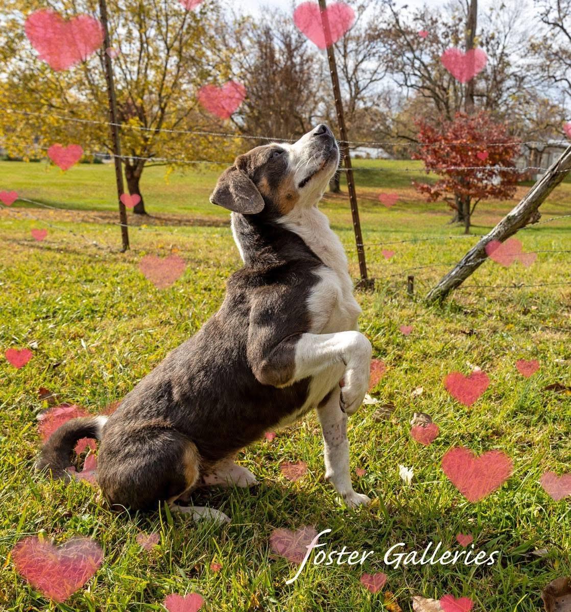 Enlarge Ariat, a Adoptable mixed breed in Greeneville, TN image 5/6