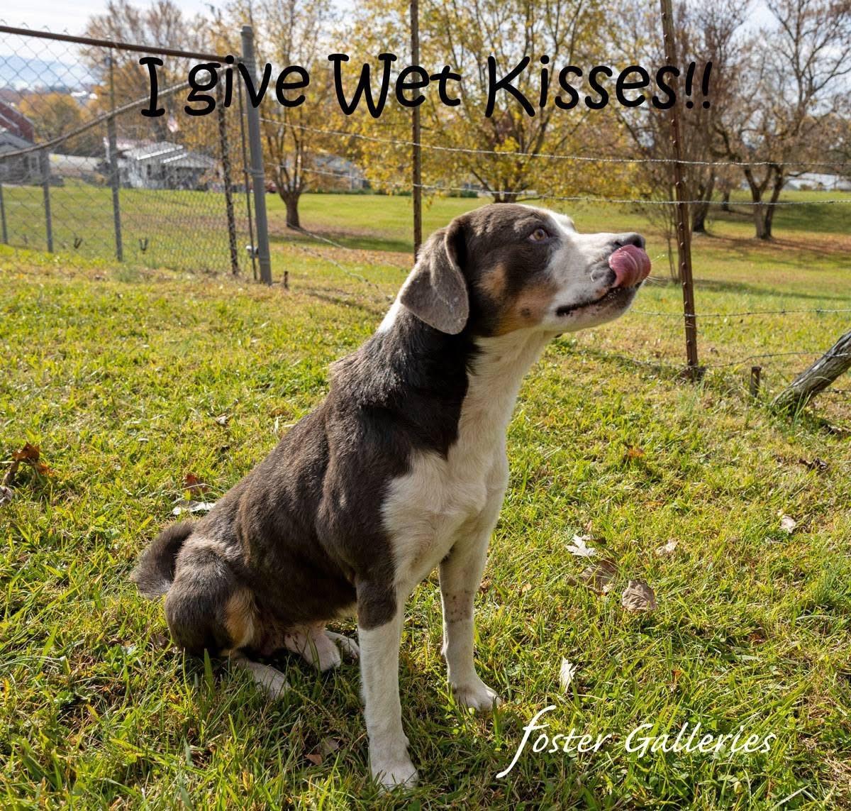 Enlarge Ariat, a Adoptable mixed breed in Greeneville, TN image 6/6