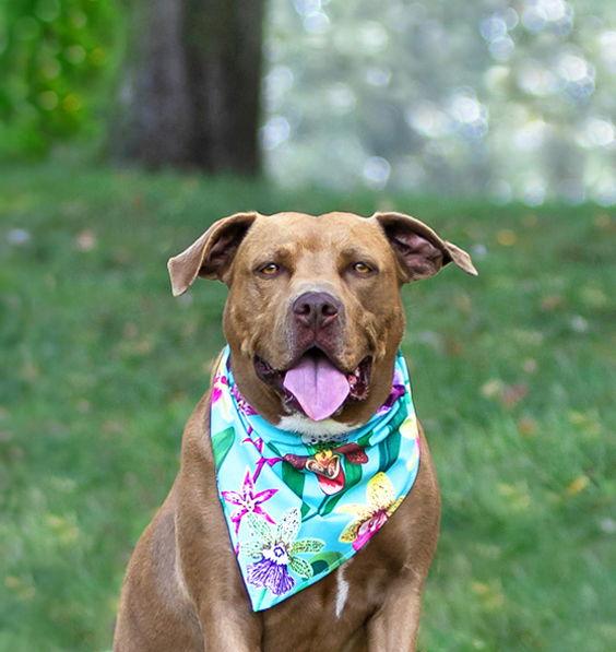 Enlarge Mileena, a Adoptable Terrier in Coatesville, PA image 1/3