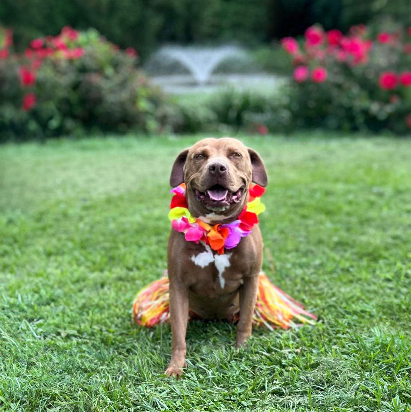 Enlarge Mileena, a Adoptable Terrier in Coatesville, PA image 2/3