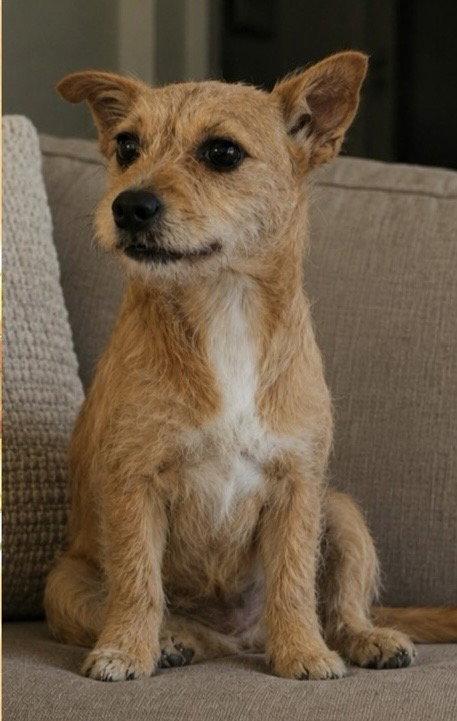 Honey, a Adopted Cairn Terrier in Dallas, TX image 1/3
