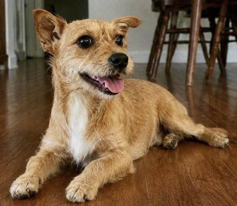 Honey, a Adopted Cairn Terrier in Dallas, TX image 2/3
