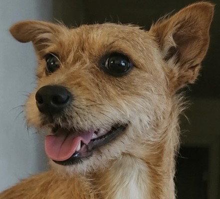 Honey, a Adopted Cairn Terrier in Dallas, TX image 3/3