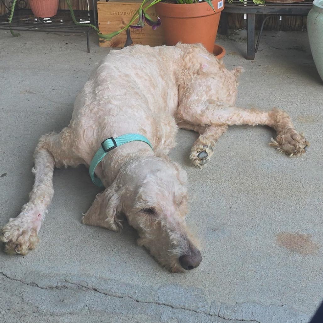 Baloo, Adoptable, Adult Male Poodle.