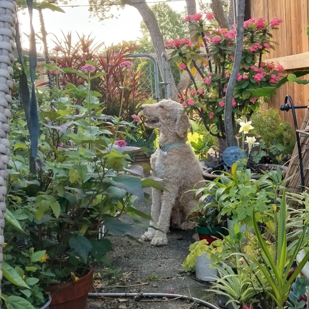 Baloo, a Adoptable Poodle in Baton Rouge, LA image 2/4