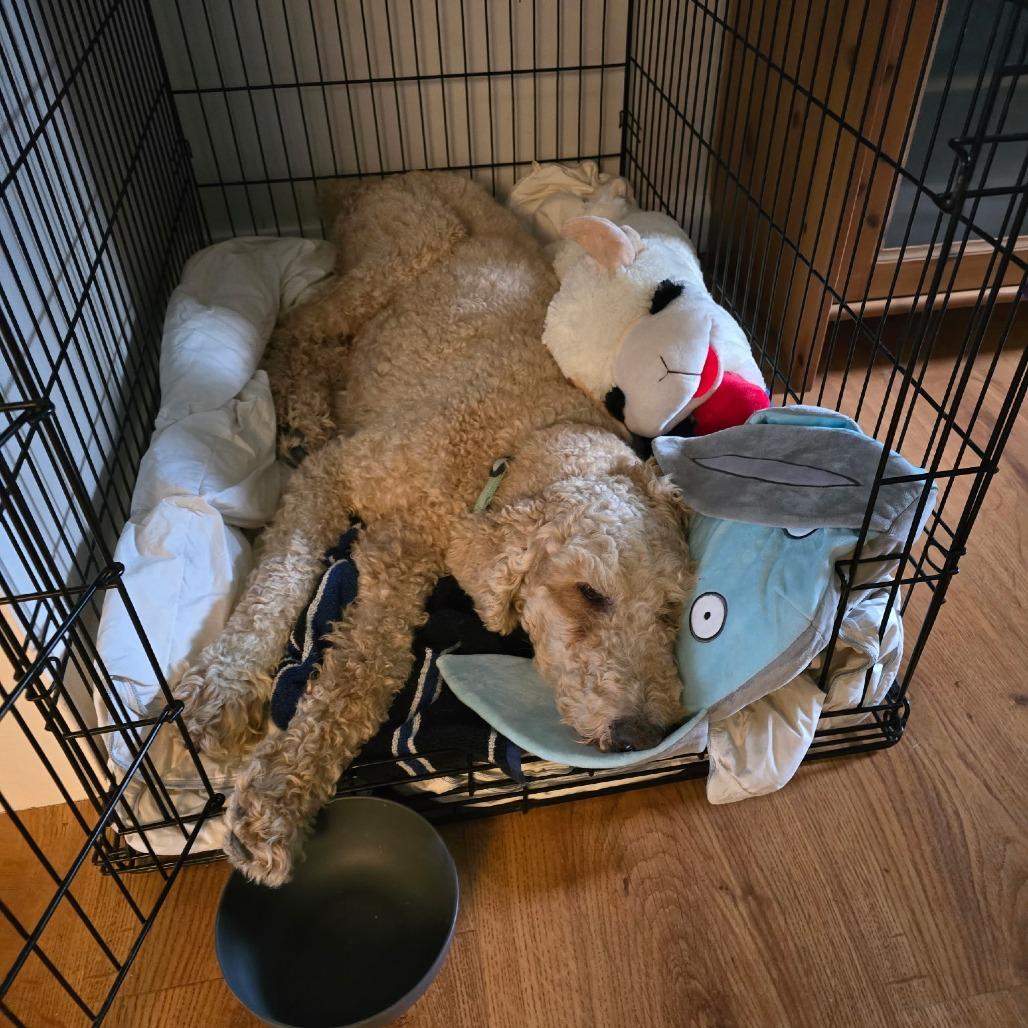 Baloo, a Adoptable Poodle in Baton Rouge, LA image 3/4