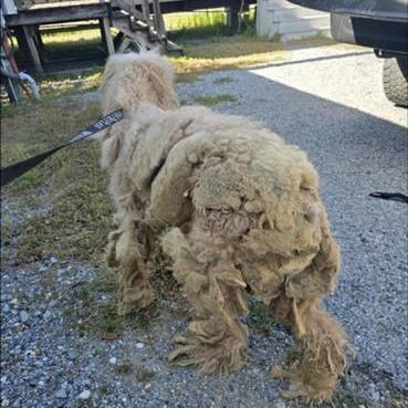 Baloo, a Adoptable Poodle in Baton Rouge, LA image 2/2