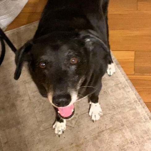 ELVIS - Needs foster or adopter, a Adoptable mixed breed in Largo, FL image 3/6