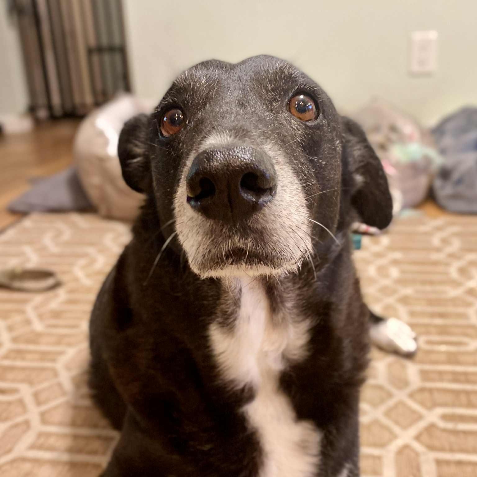 ELVIS - Needs foster or adopter, Adoptable, Adult Male Retriever.