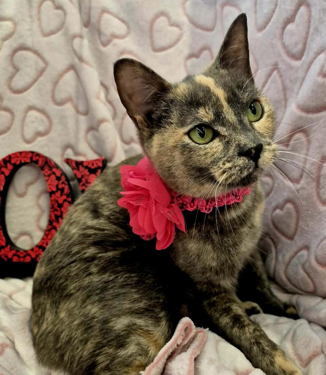 Opal, an adopted mixed breed in Ocean Springs, MS image 3/6