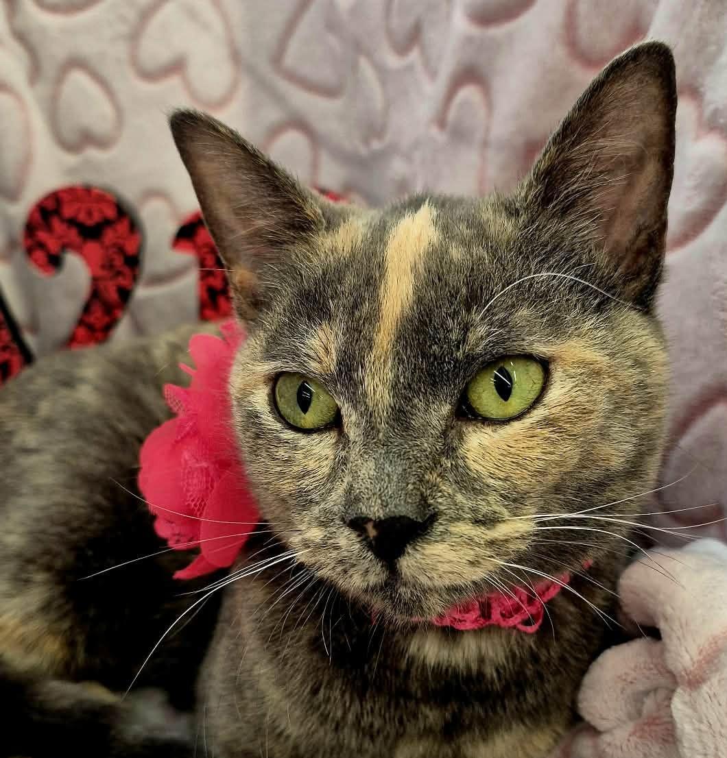 Opal, an adopted mixed breed in Ocean Springs, MS image 2/6