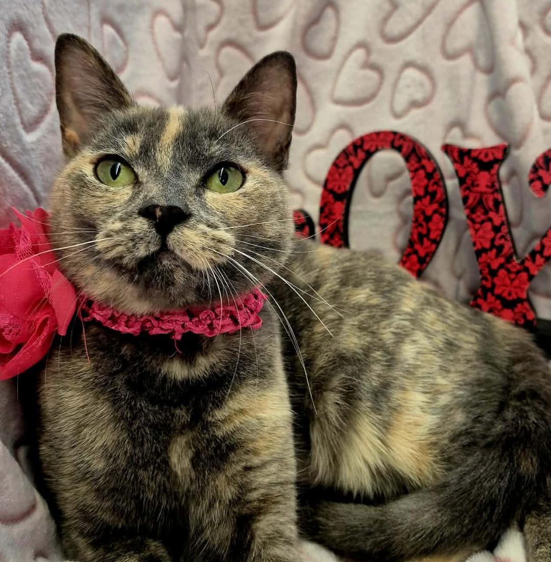 Opal, an adopted mixed breed in Ocean Springs, MS image 5/6