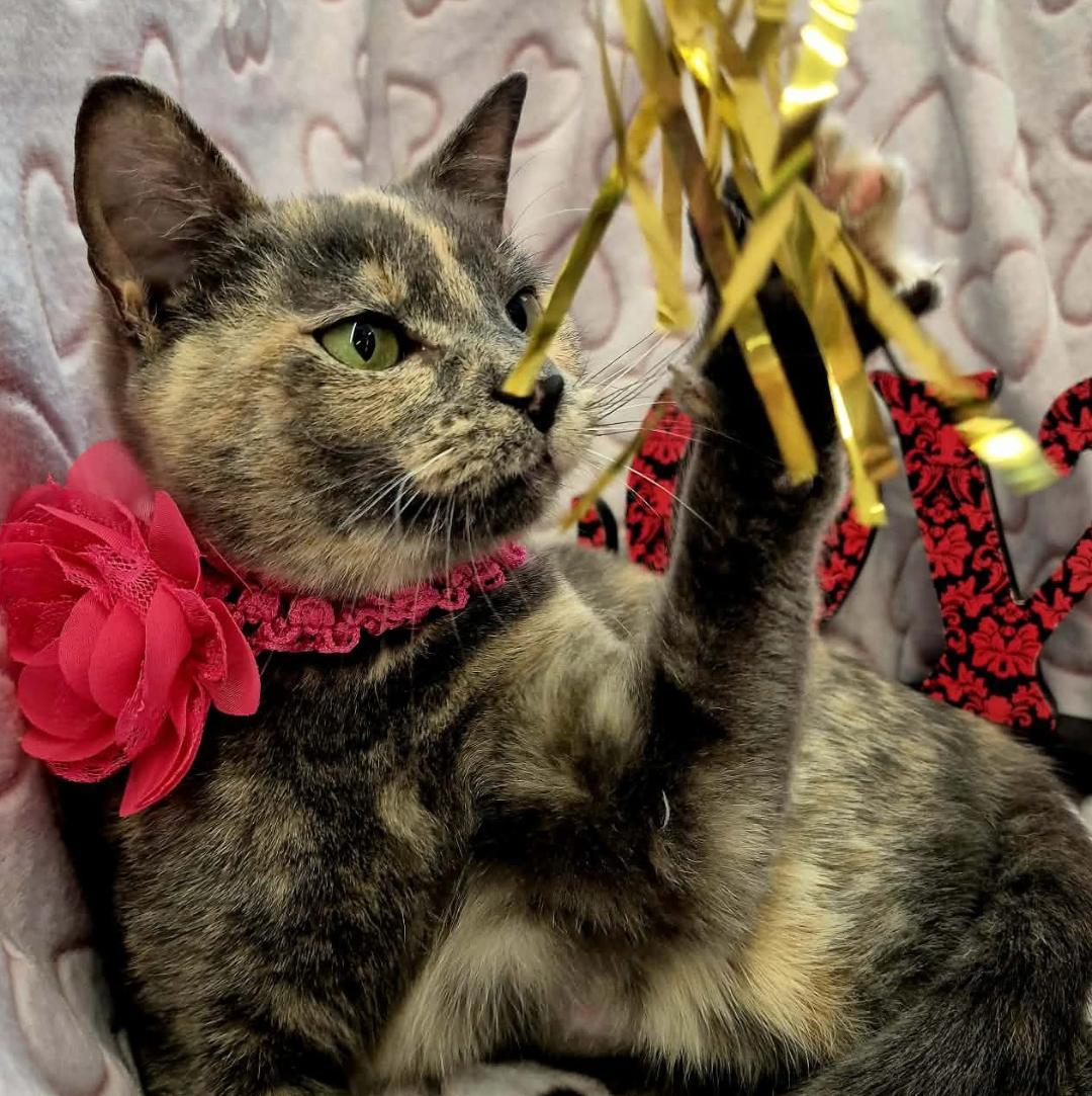 Opal, an adopted mixed breed in Ocean Springs, MS image 4/6