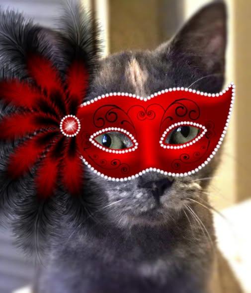 Opal, adopted, Young Female Domestic Short Hair & Dilute Tortoiseshell.