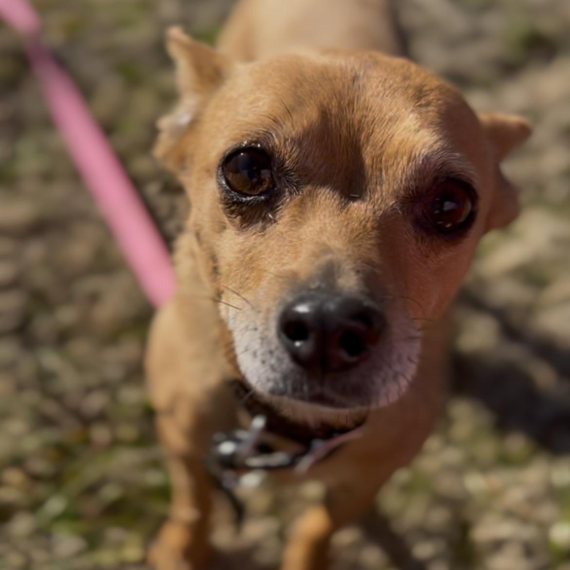 Dior, an adopted mixed breed in Stowe, VT image 1/5