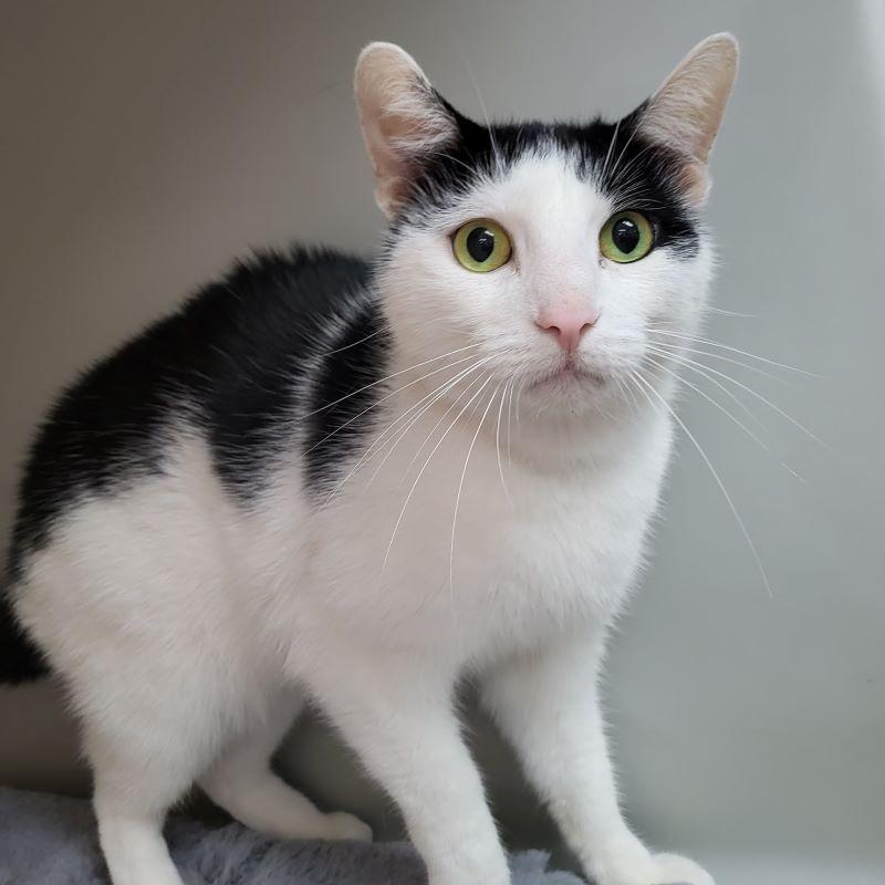 Rolly, Adopted, Adult Male Domestic Medium Hair.