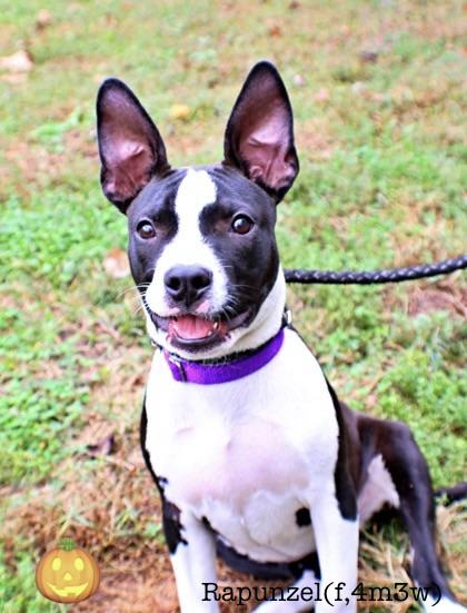 Rapunzel, Adoptable, Puppy Female Boston Terrier & Mixed Breed.
