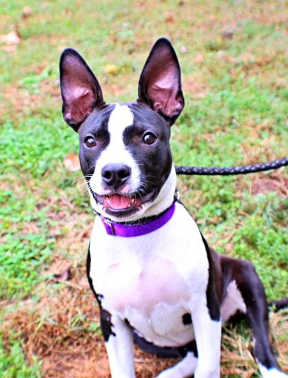 Enlarge Rapunzel, a Adoptable mixed breed in Morton Grove, IL image 2/3